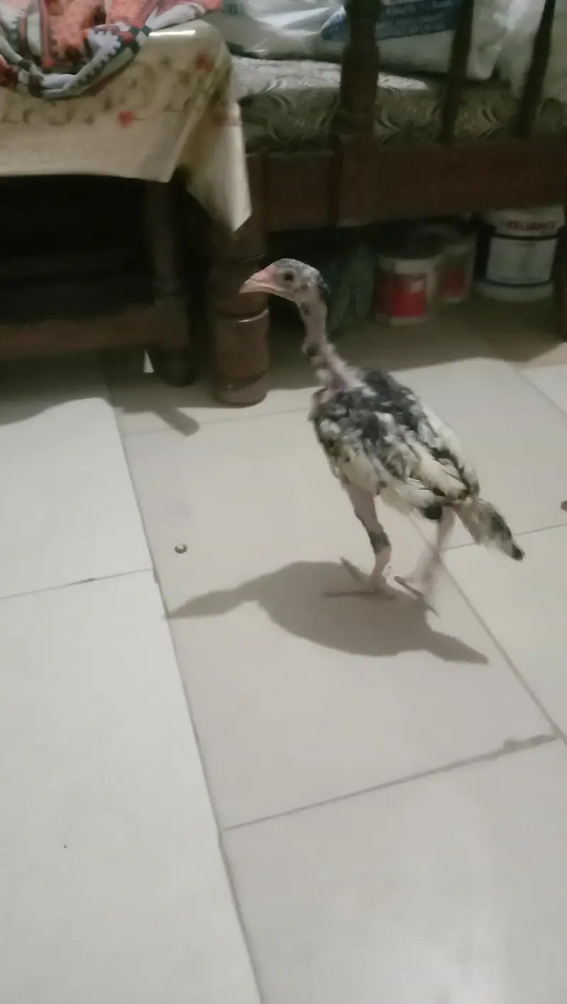 Aseel Java Chicks + Parents + Cage (WhatsApp 0308 2995429) — photo 8