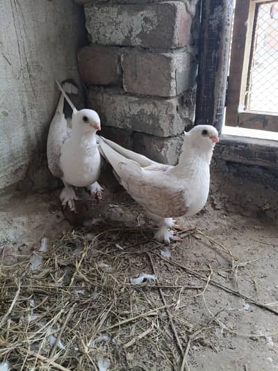 breeder pair santient