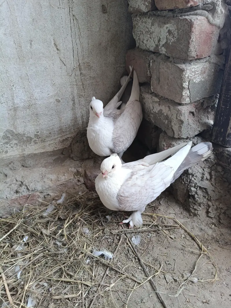 breeder pair santient — photo 2