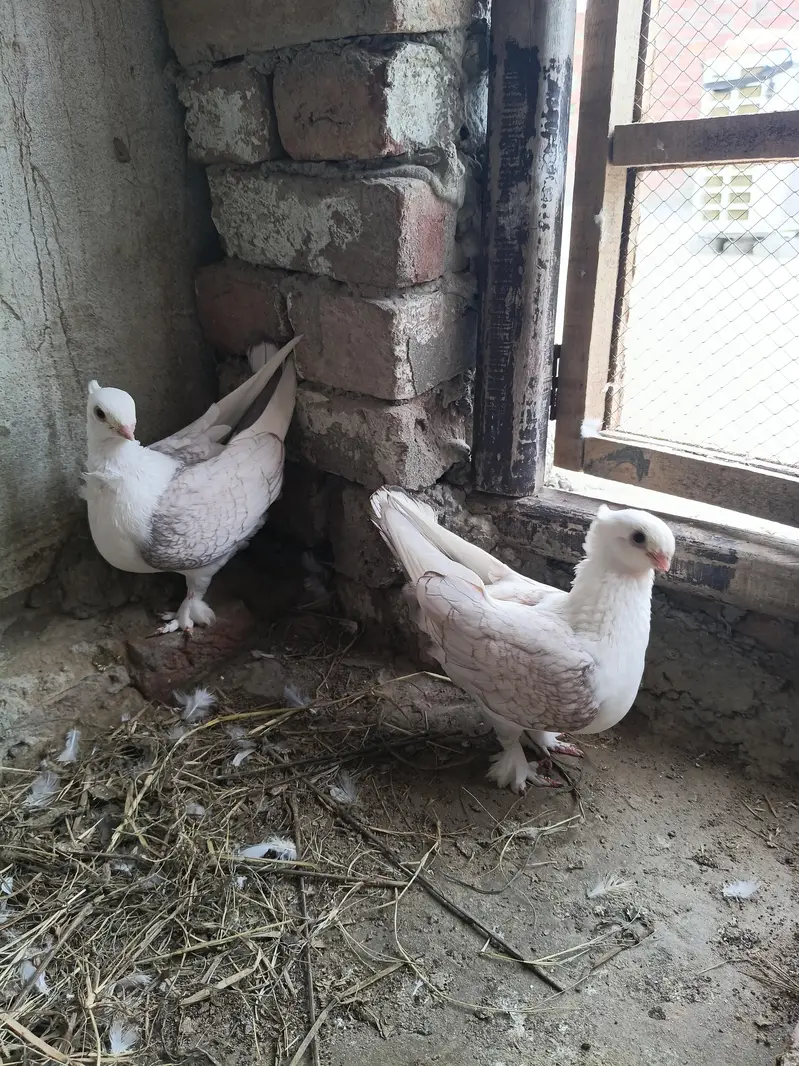 breeder pair santient — photo 3