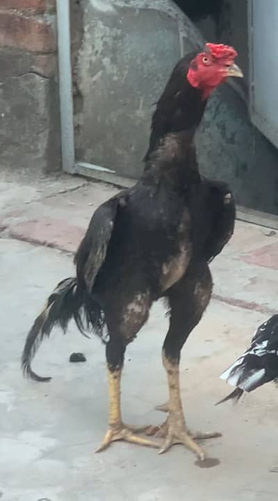 Pure pakistani chicks available for sale