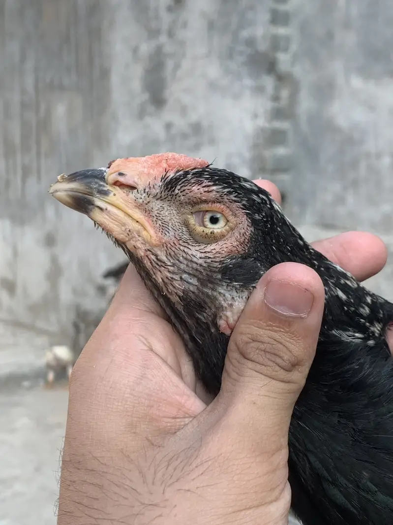 Pure pakistani chicks available for sale — photo 2