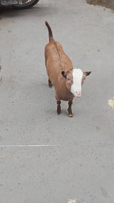 Teddy breeder for sale