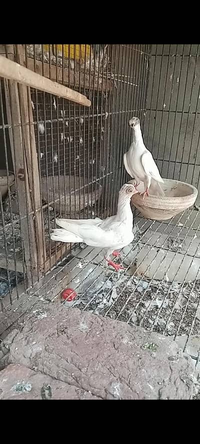 fancy pigeon for sale