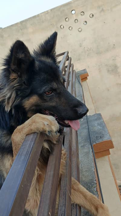 Belgium Shepherd for sale