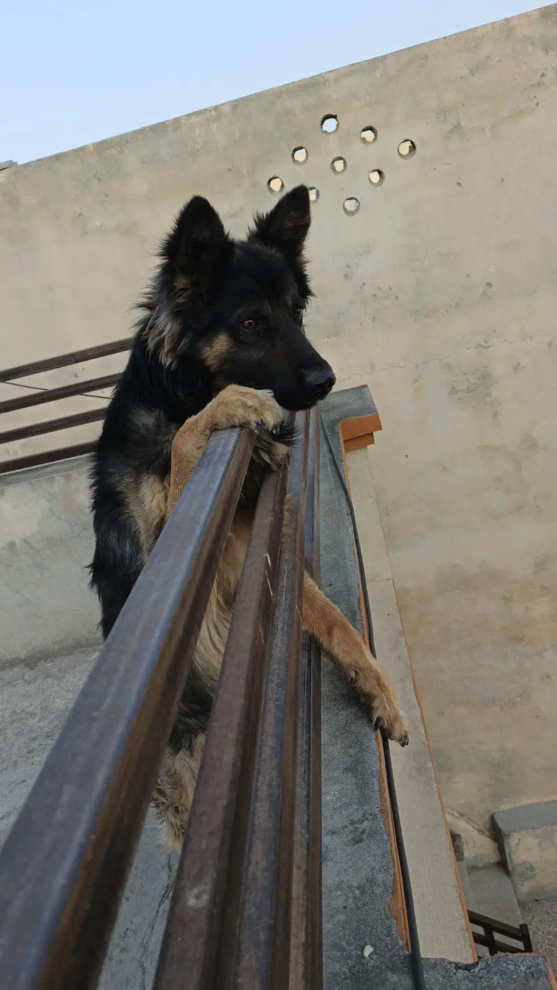 Belgium Shepherd for sale — photo 2