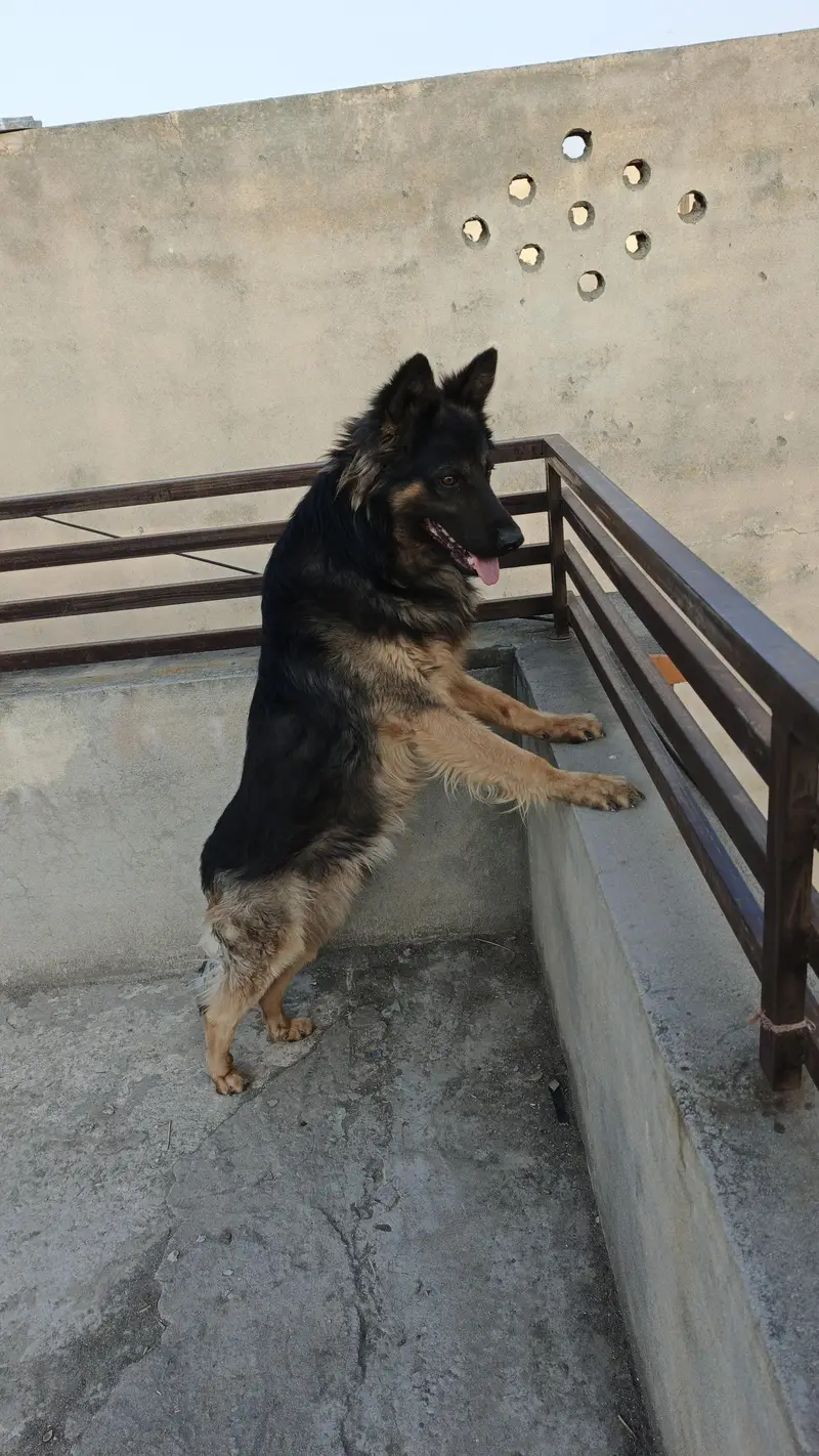 Belgium Shepherd for sale — photo 3