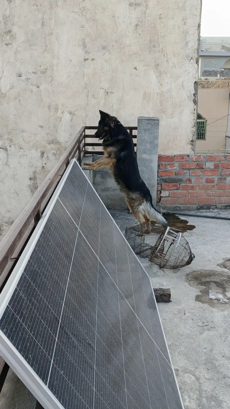 Belgium Shepherd for sale — photo 4