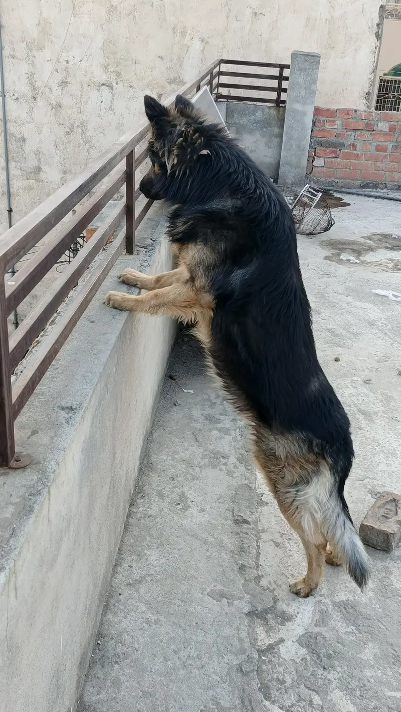 Belgium Shepherd for sale — photo 6