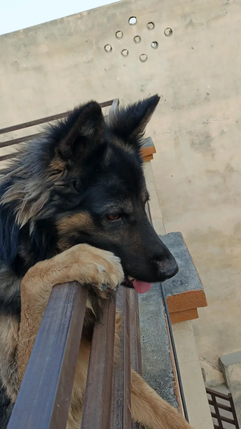 Belgium Shepherd for sale — photo 7