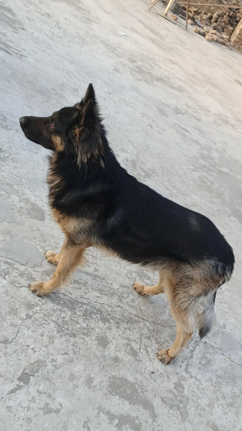 Belgium Shepherd for sale — photo 8