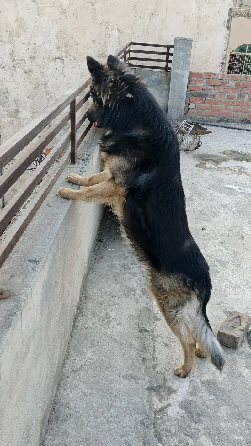 Belgium Shepherd for sale — photo 9