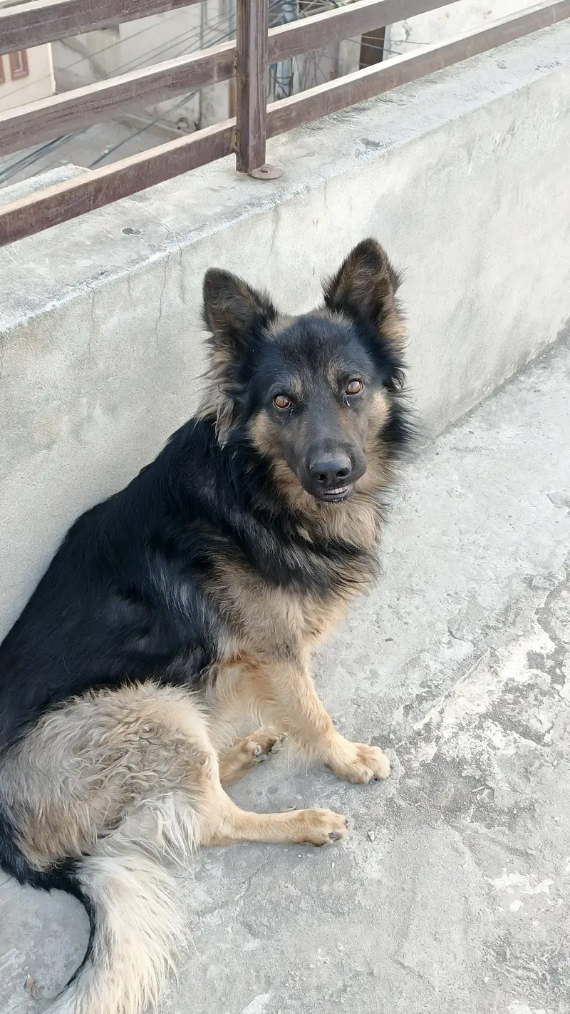 Belgium Shepherd for sale — photo 10