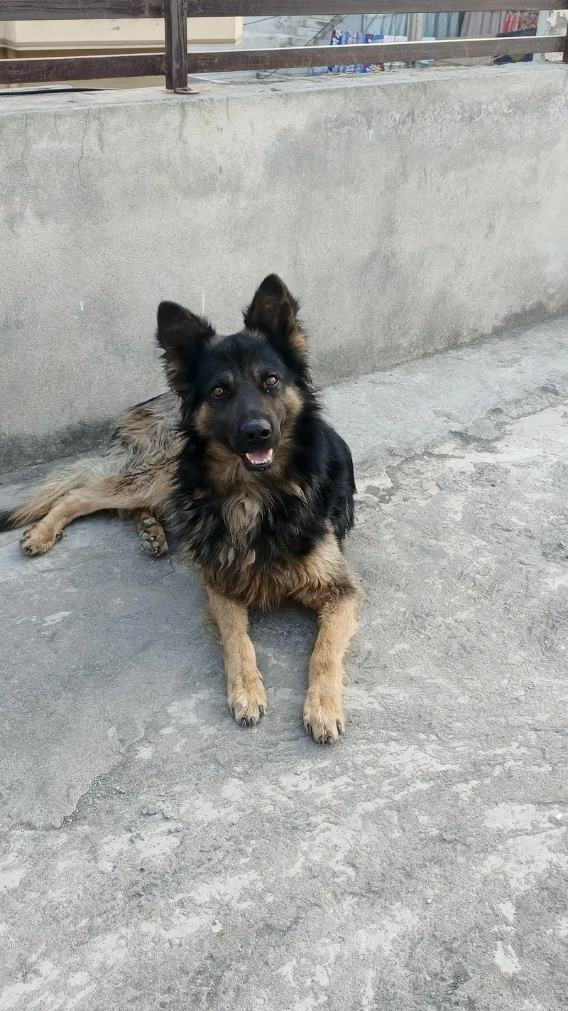 Belgium Shepherd for sale — photo 11