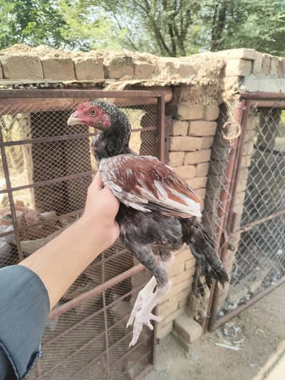 Aseel patha for sale