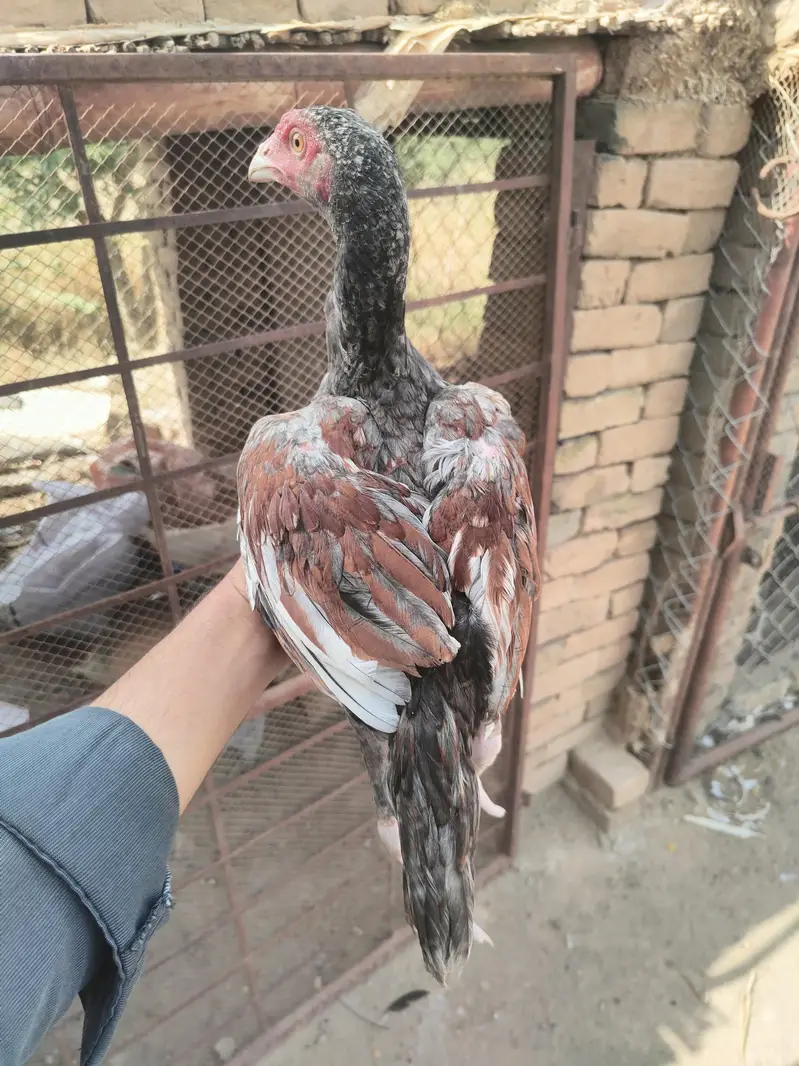 Aseel patha for sale — photo 2