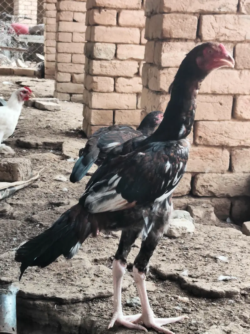 Aseel patha for sale — photo 3
