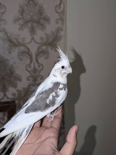 HAND TAME COCKTAIL