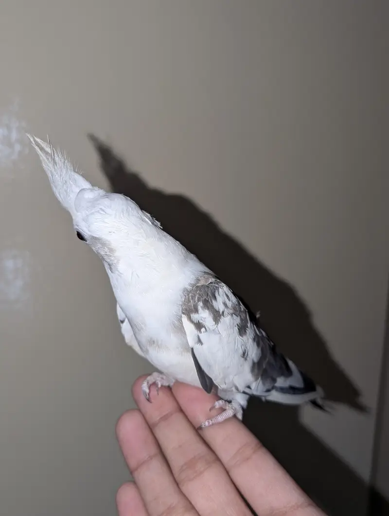 HAND TAME COCKTAIL — photo 3
