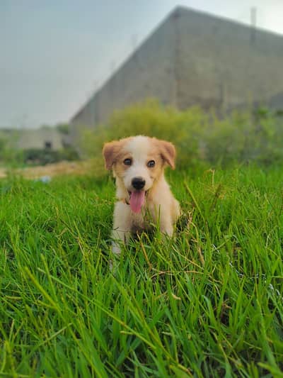 Russian dog (cute puppy)