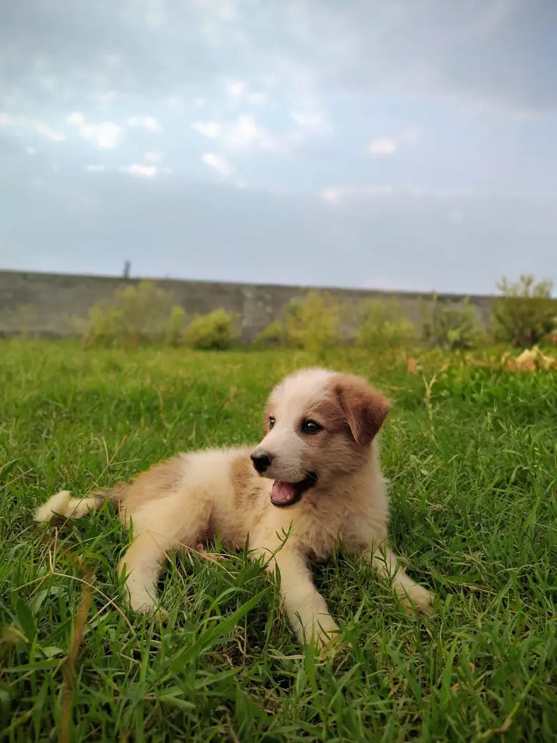 Russian dog (cute puppy) — photo 2