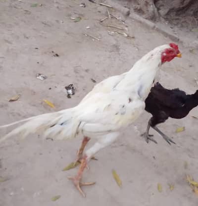 wesa sale kar Raha ho