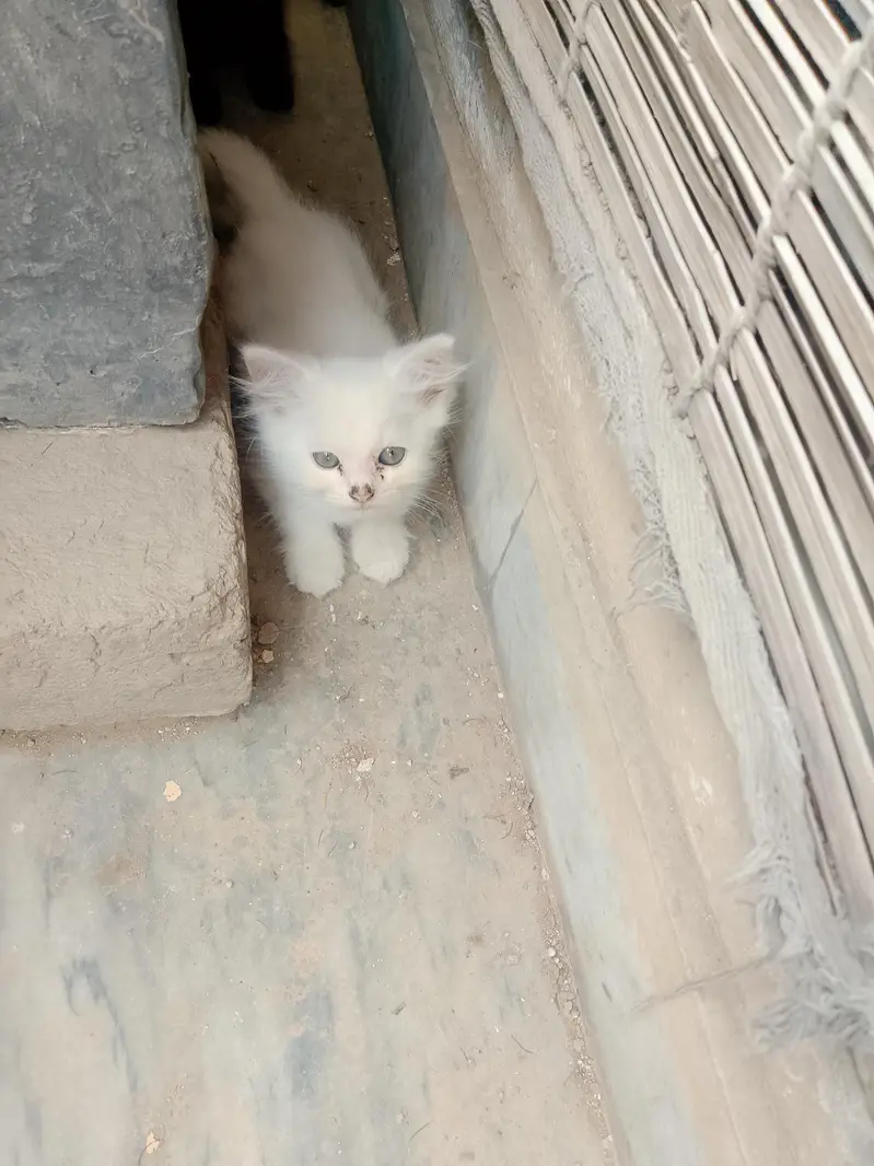 healthy littered trained friendly kittens triple coated — photo 3