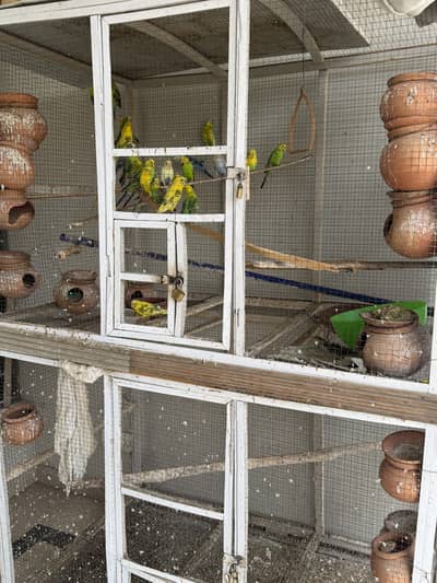Budgerigar Australian parrots for sale with cage