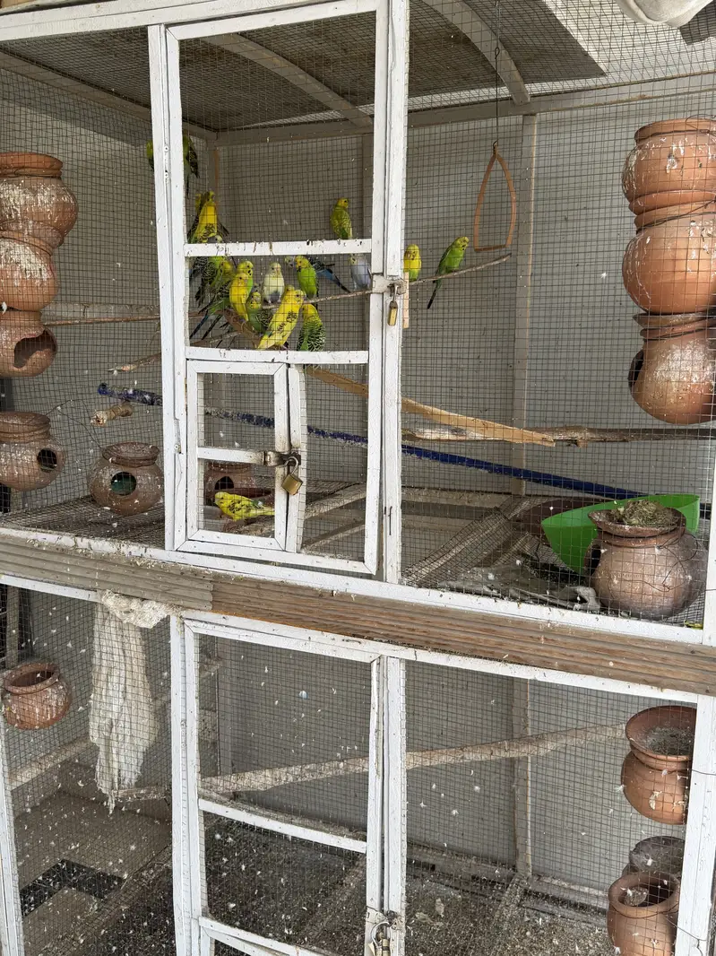 Budgerigar Australian parrots for sale with cage