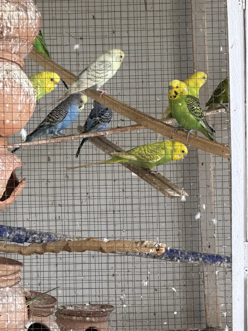 Budgerigar Australian parrots for sale with cage — photo 2