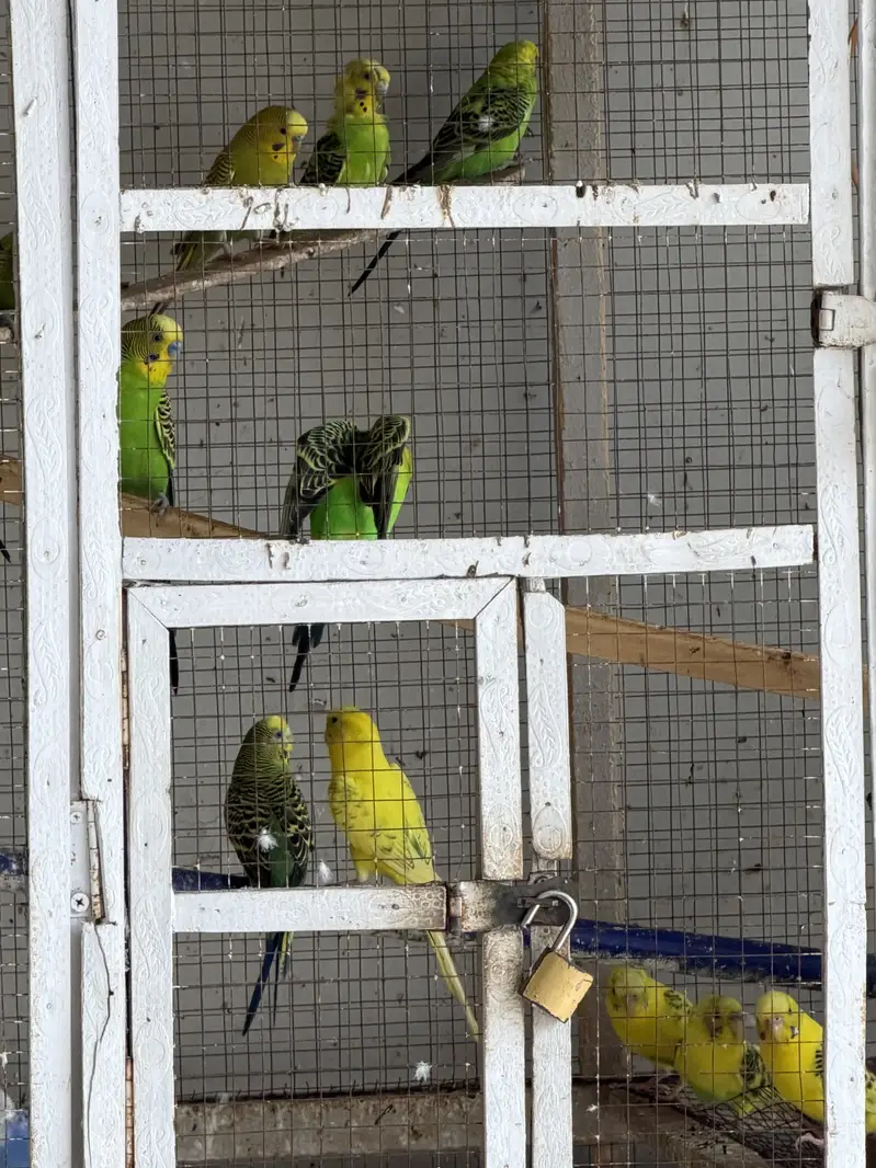 Budgerigar Australian parrots for sale with cage — photo 3