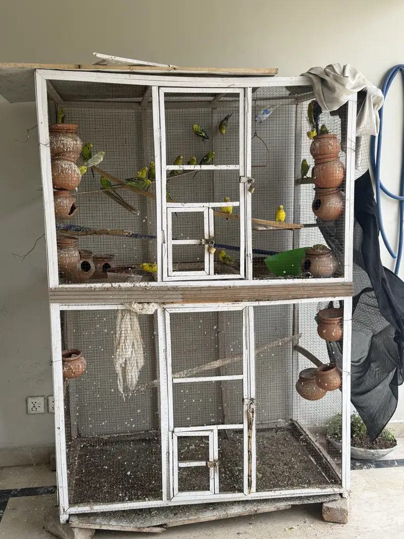 Budgerigar Australian parrots for sale with cage — photo 4