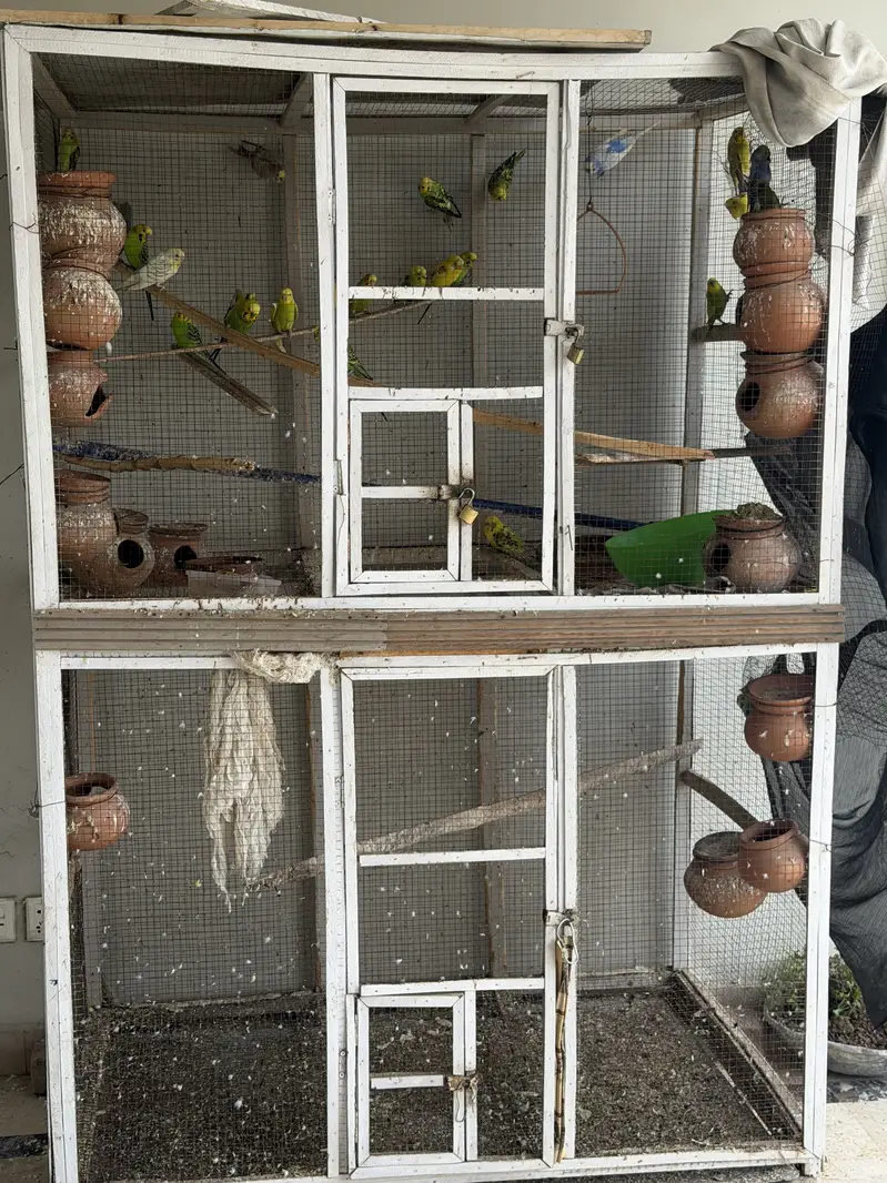 Budgerigar Australian parrots for sale with cage — photo 5