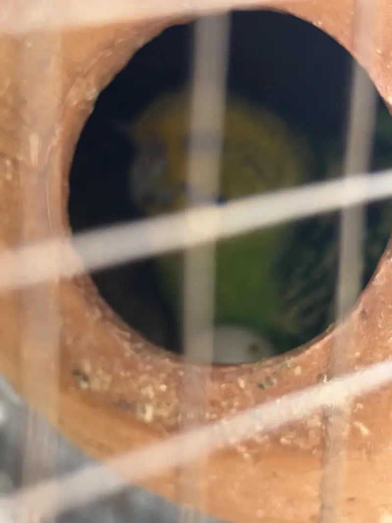 Budgerigar Australian parrots for sale with cage — photo 6