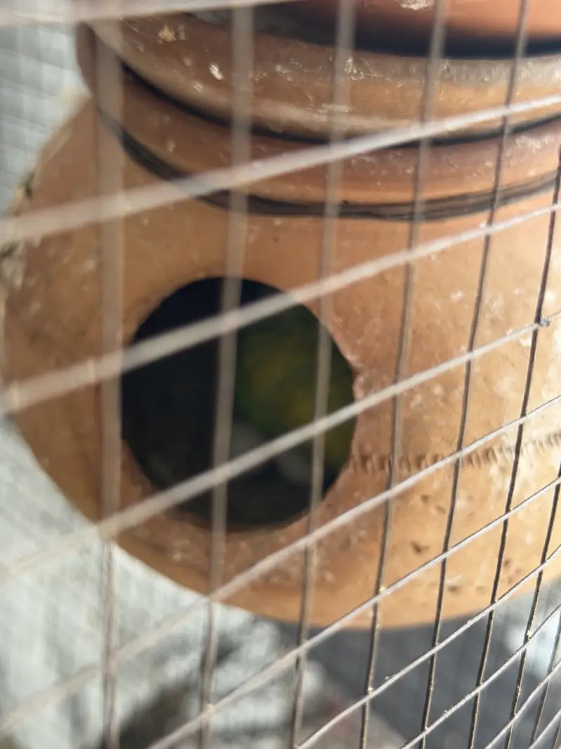 Budgerigar Australian parrots for sale with cage — photo 7