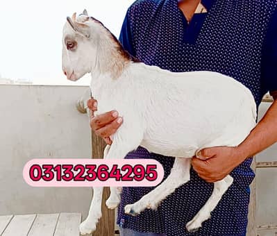 Top quality abluck male kid