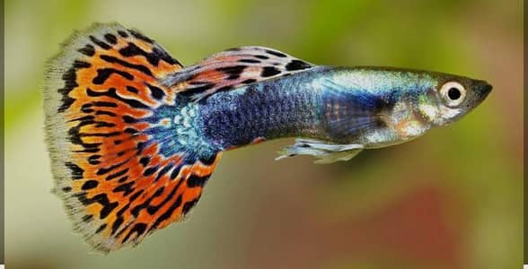 gappy fish