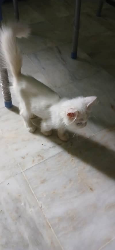 Persian cat for sale double coat