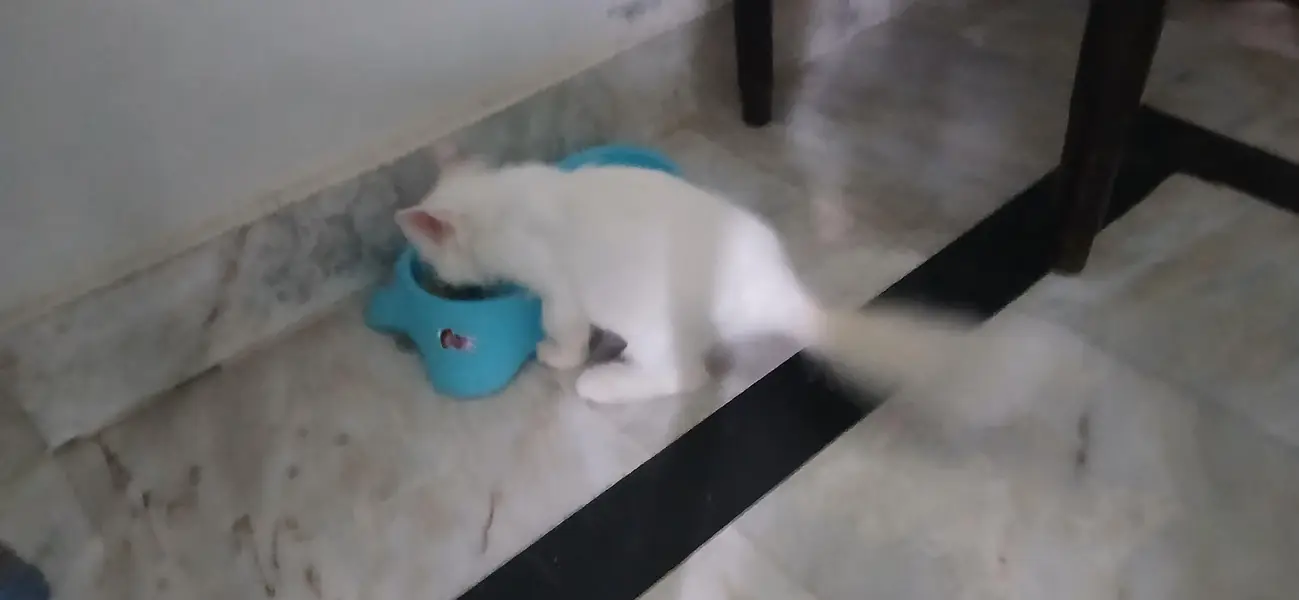Persian cat for sale double coat — photo 2