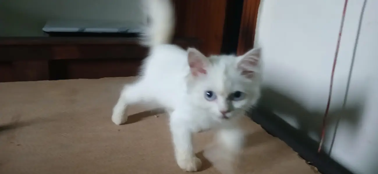 Persian cat for sale double coat — photo 3