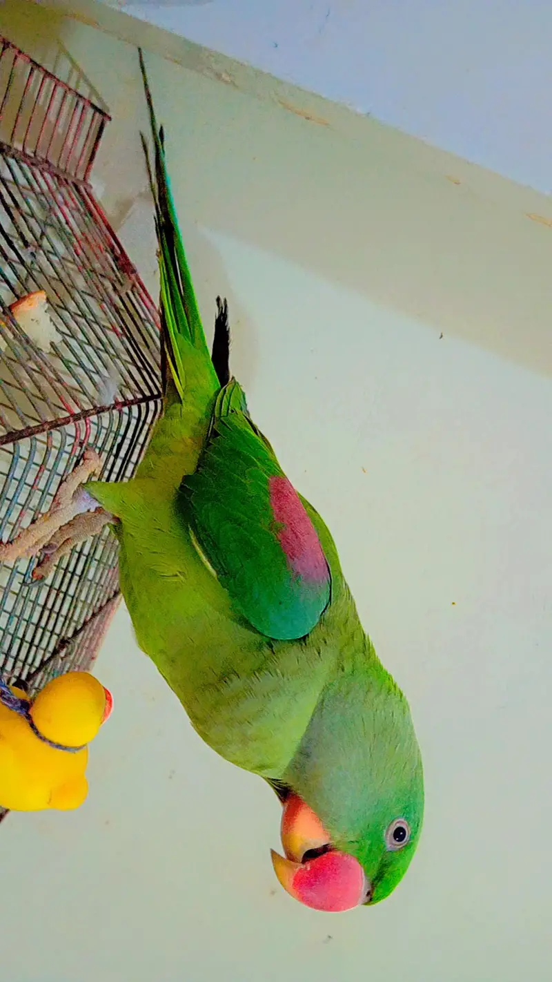 Alexandrine parakeet, Pahari Parrot — photo 2