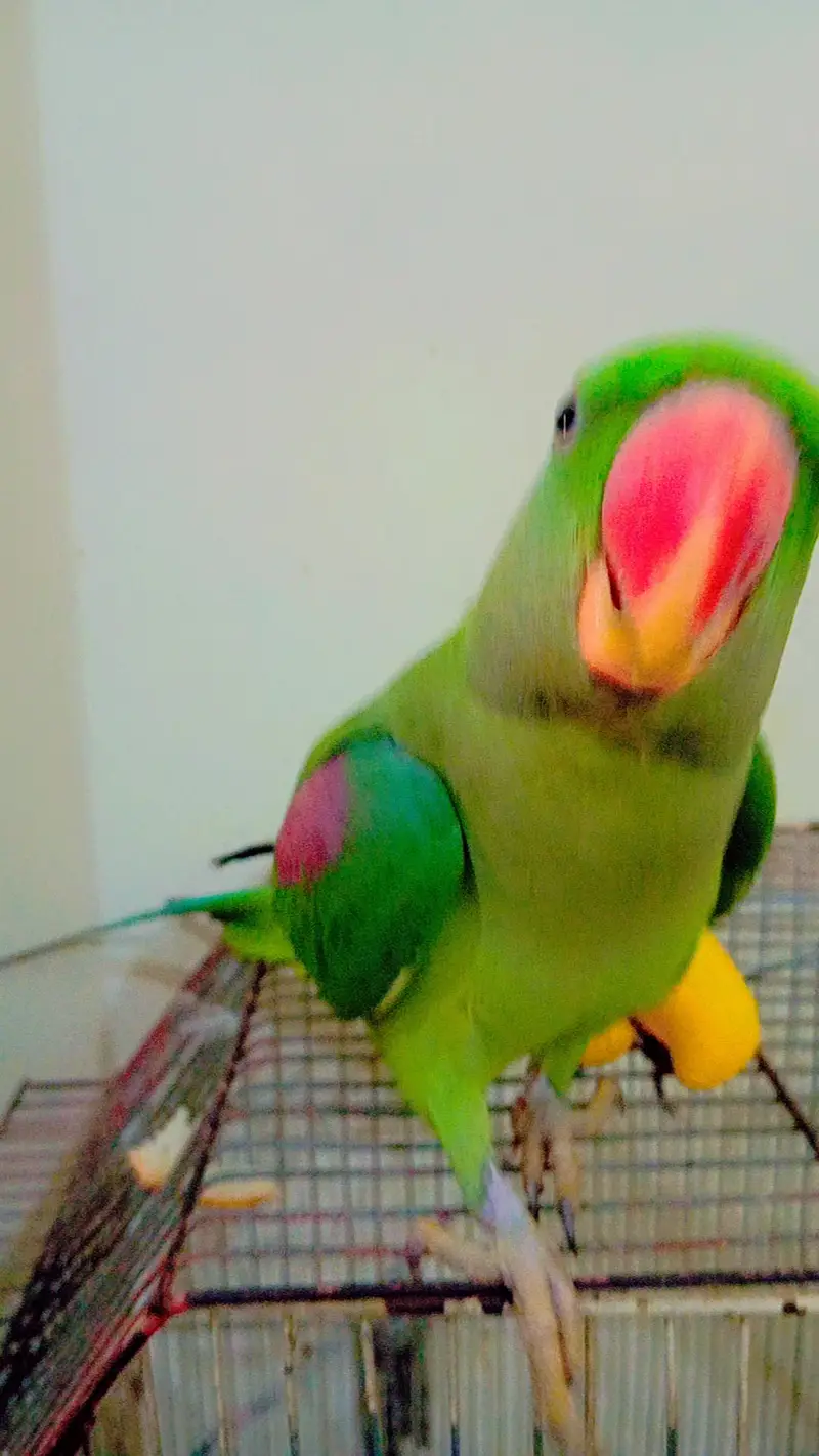 Alexandrine parakeet, Pahari Parrot — photo 3