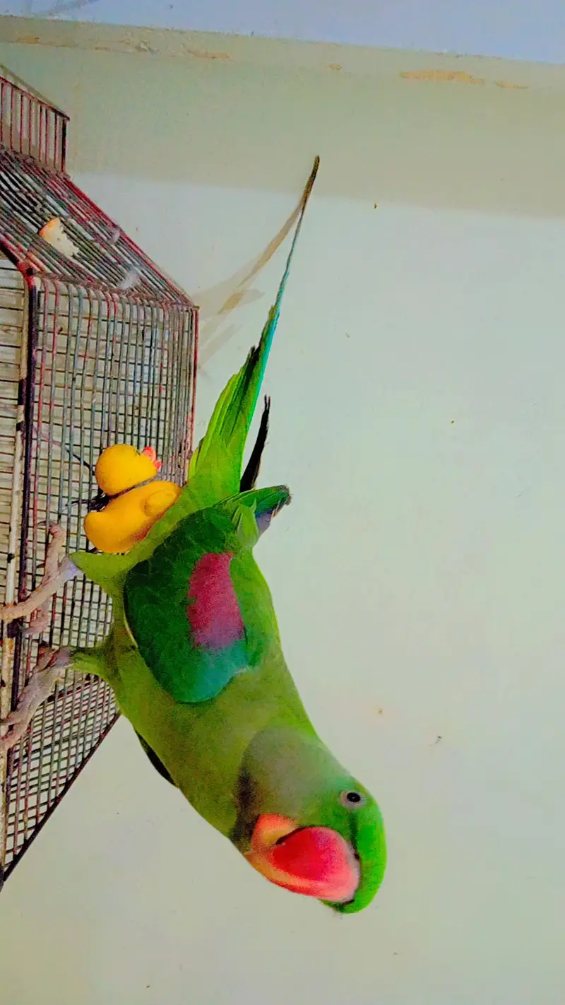 Alexandrine parakeet, Pahari Parrot — photo 4