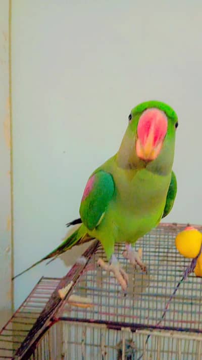 Alexandrine parakeet, Pahari Parrot