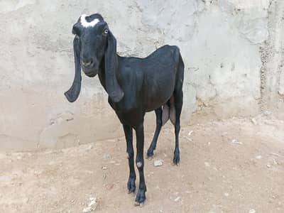 beetal bakri