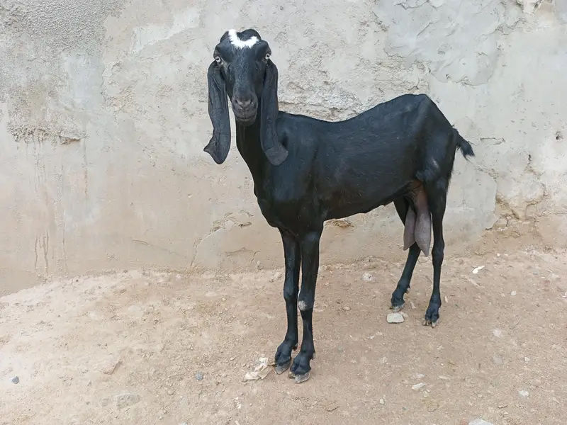 beetal bakri — photo 2