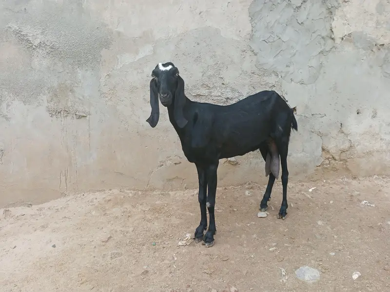 beetal bakri — photo 3
