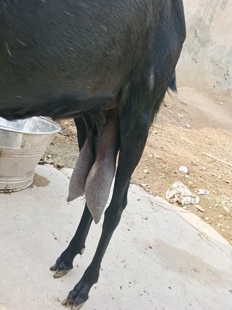 beetal bakri — photo 5