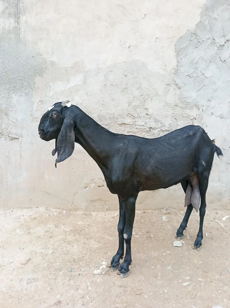 beetal bakri — photo 6
