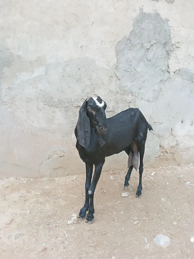 beetal bakri — photo 7